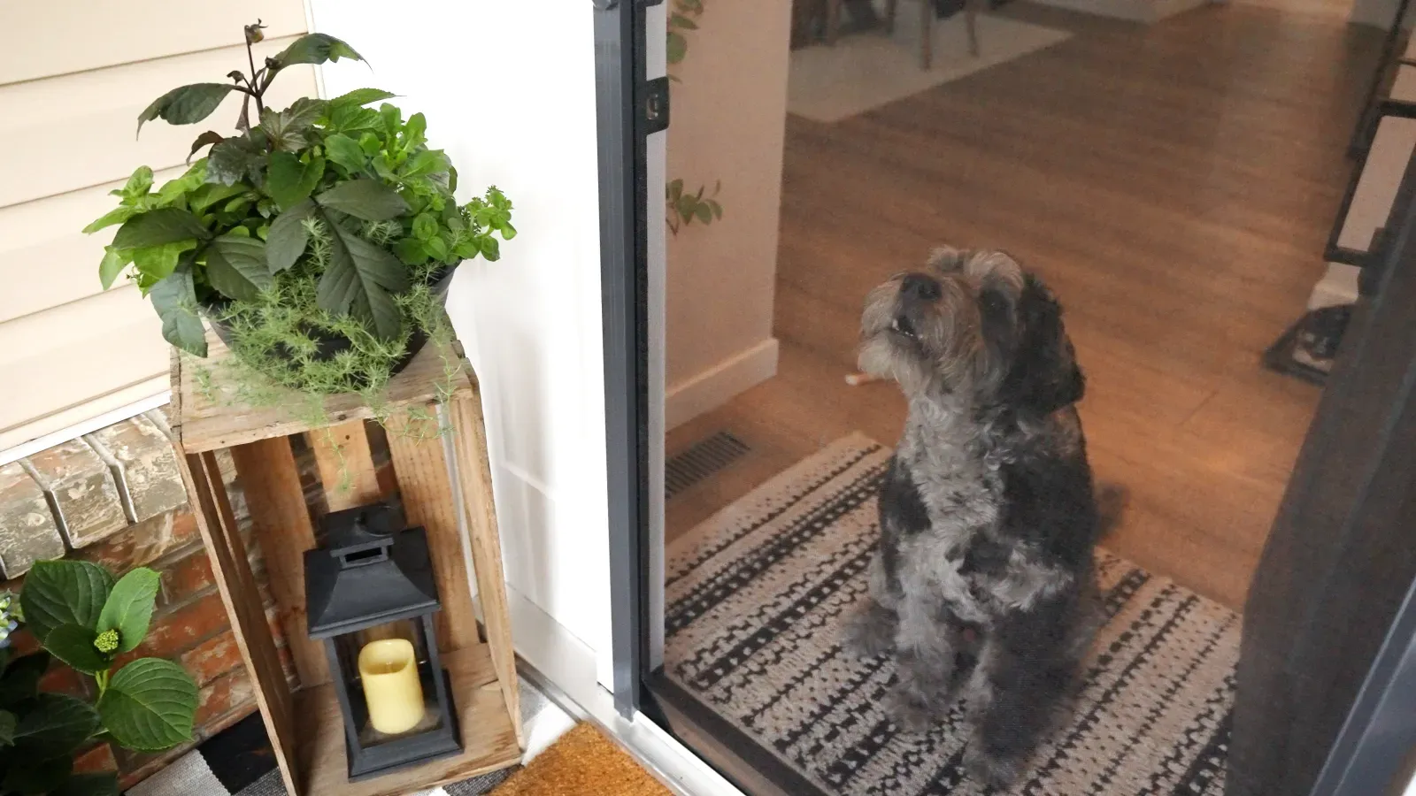 Dog beside a doorway fitted with a retractable insect screen